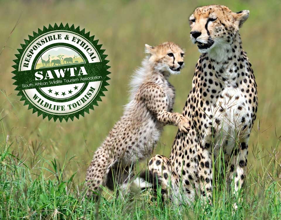 SAWTA